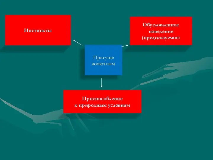 Присуще животным Инстинкты Обусловленное поведение (предсказуемое) Приспособление к природным условиям