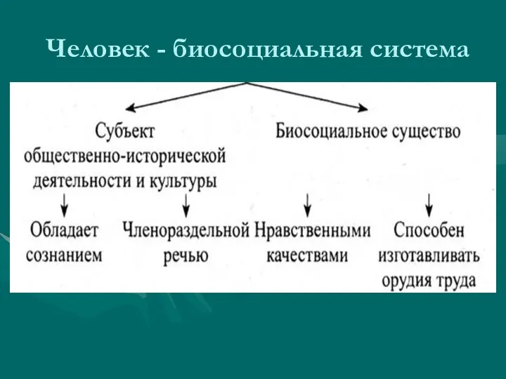 Человек - биосоциальная система