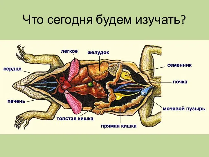 Что сегодня будем изучать?