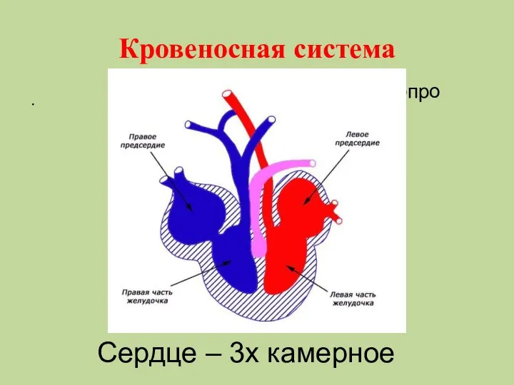 Кровеносная система . ооооооропропро Сердце – 3х камерное