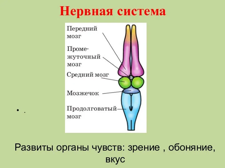 Нервная система . Развиты органы чувств: зрение , обоняние, вкус