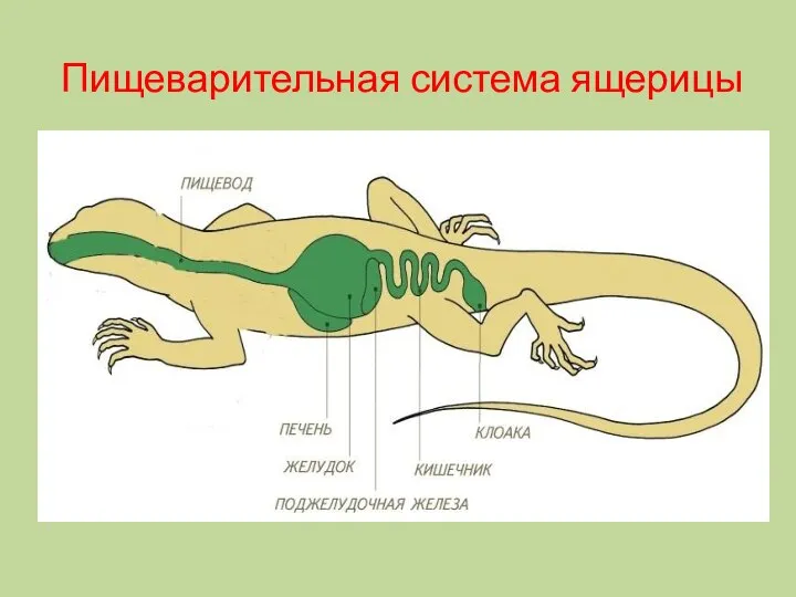 Пищеварительная система ящерицы