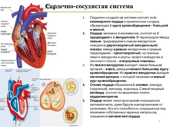 Сердечно-сосудистая система Сердечно-сосудистая система состоит из 4-ехкамерного сердца и кровеносных сосудов,