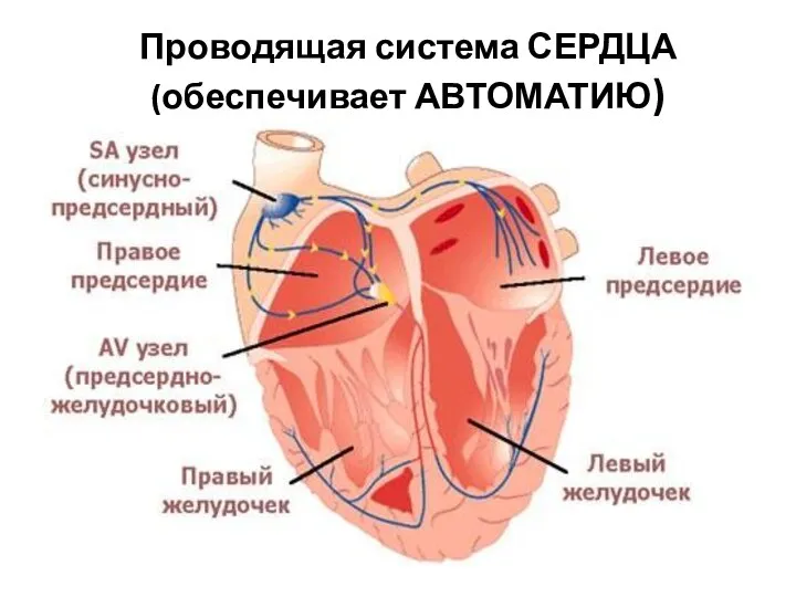 Проводящая система СЕРДЦА (обеспечивает АВТОМАТИЮ)