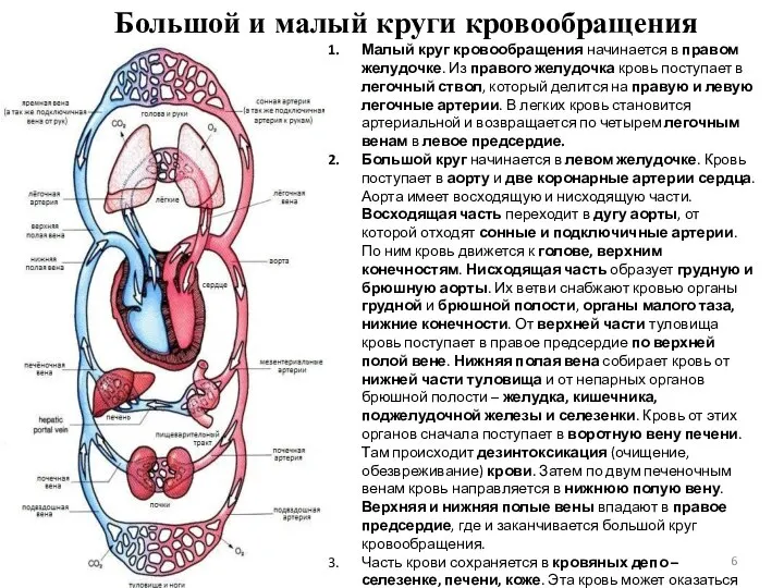 Большой и малый круги кровообращения Малый круг кровообращения начинается в правом