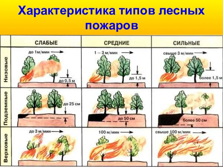 Характеристика типов лесных пожаров