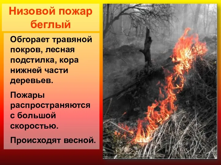 Низовой пожар беглый Обгорает травяной покров, лесная подстилка, кора нижней части