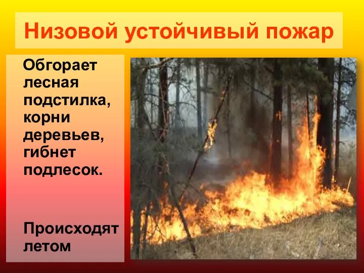 Низовой устойчивый пожар Обгорает лесная подстилка, корни деревьев, гибнет подлесок. Происходятлетом