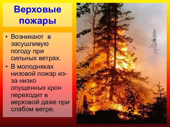 Верховые пожары Возникают в засушливую погоду при сильных ветрах. В молодняках