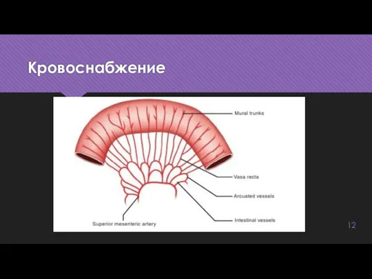 Кровоснабжение