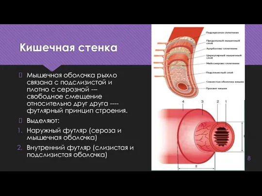 Кишечная стенка Мышечная оболочка рыхло связана с подслизистой и плотно с