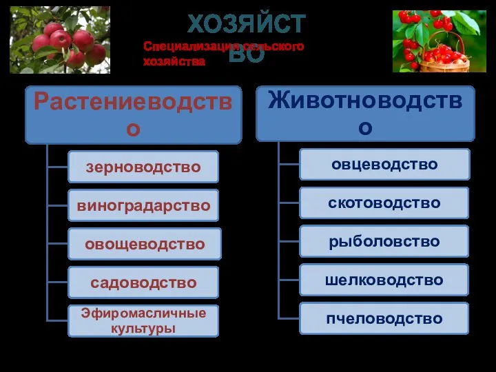 ХОЗЯЙСТВО Специализация сельского хозяйства