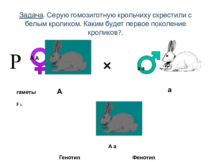 Задача. Серую гомозиготную крольчиху скрестили с белым кроликом. Каким будет первое