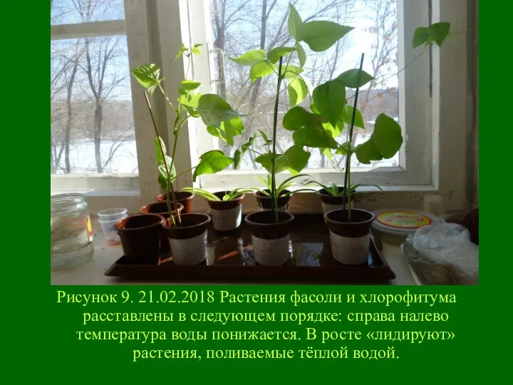 Рисунок 9. 21.02.2018 Растения фасоли и хлорофитума расставлены в следующем порядке: