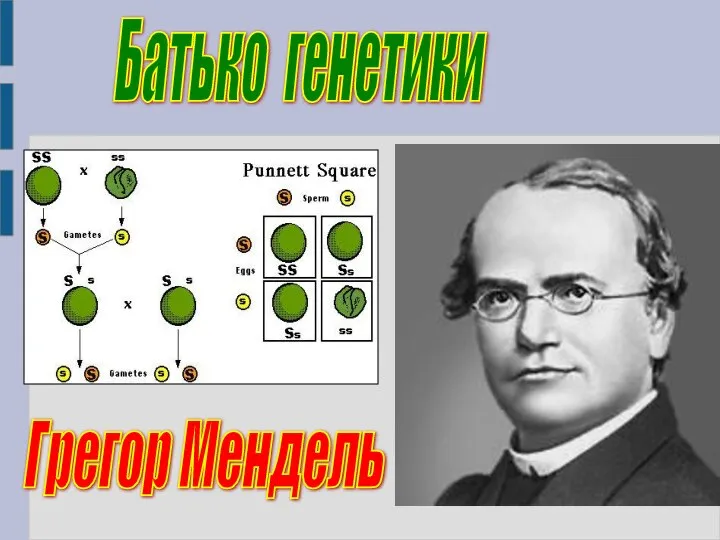 Грегор Мендель Батько генетики