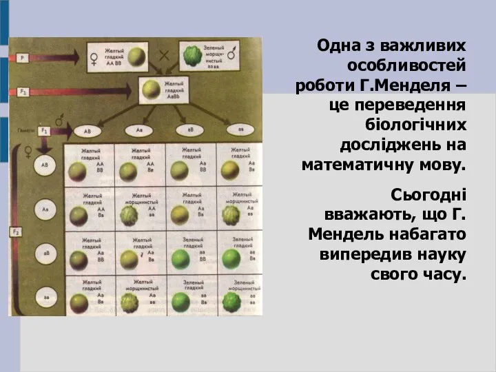 Одна з важливих особливостей роботи Г.Менделя – це переведення біологічних досліджень