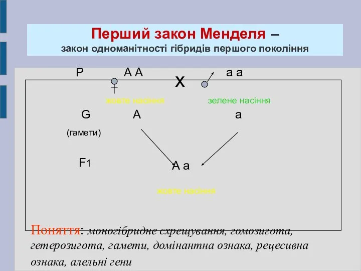 Перший закон Менделя – закон одноманітності гібридів першого покоління Р А