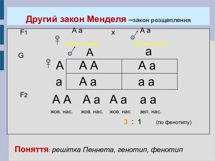 Другий закон Менделя –закон розщеплення F1 А а жовте насіння А