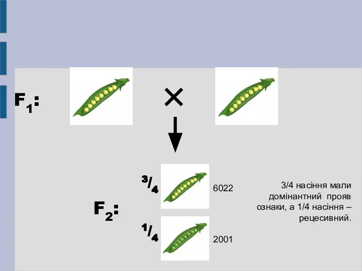 F1: F2: 3/4 1/4 3/4 насіння мали домінантний прояв ознаки, а