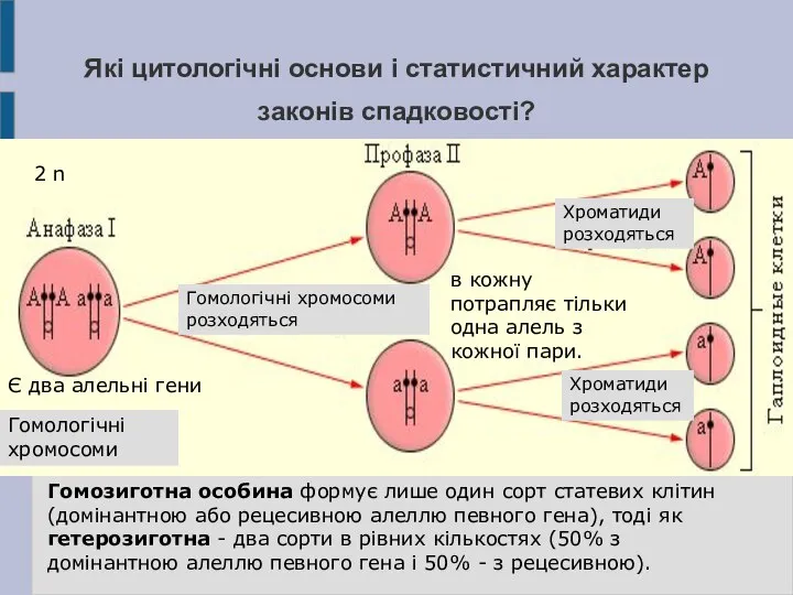 Які цитологічні основи і статистичний характер законів спадковості? 2 n Є