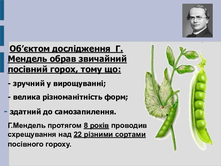 Об’єктом дослідження Г.Мендель обрав звичайний посівний горох, тому що: - зручний