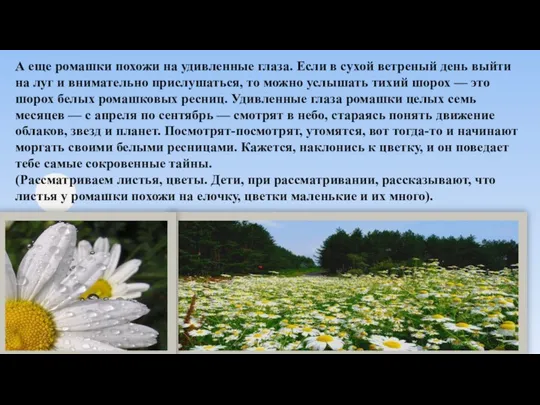 А еще ромашки похожи на удивленные глаза. Если в сухой ветреный