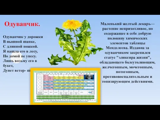 Одуванчик у дорожки В пышной шапке, С длинной ножкой. Я нашла