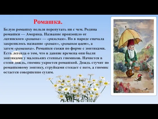 Ромашка. Белую ромашку нельзя перепутать ни с чем. Родина ромашки —