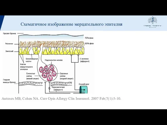 Antunes MB, Cohen NA. Curr Opin Allergy Clin Immunol. 2007 Feb;7(1):5-10. Схематичное изображение мерцательного эпителия