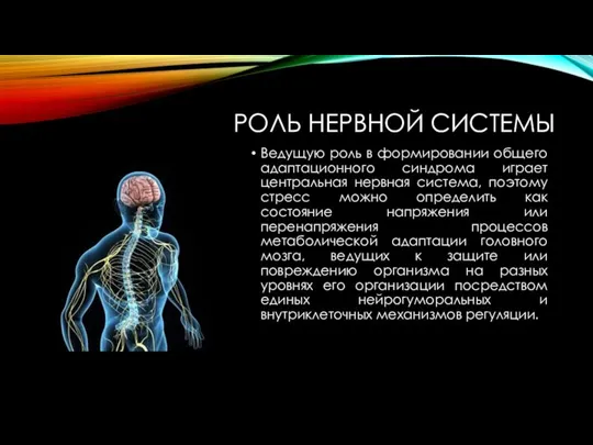 РОЛЬ НЕРВНОЙ СИСТЕМЫ Ведущую роль в формировании общего адаптационного синдрома играет