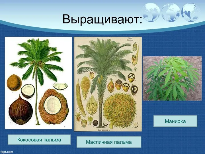 Выращивают: Кокосовая пальма Масличная пальма Маниока