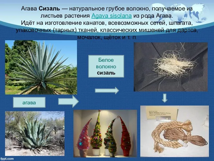 Агава Сизаль — натуральное грубое волокно, получаемое из листьев растения Agava