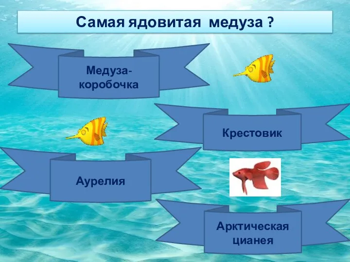 Самая ядовитая медуза ? Медуза-коробочка Крестовик Аурелия Арктическая цианея