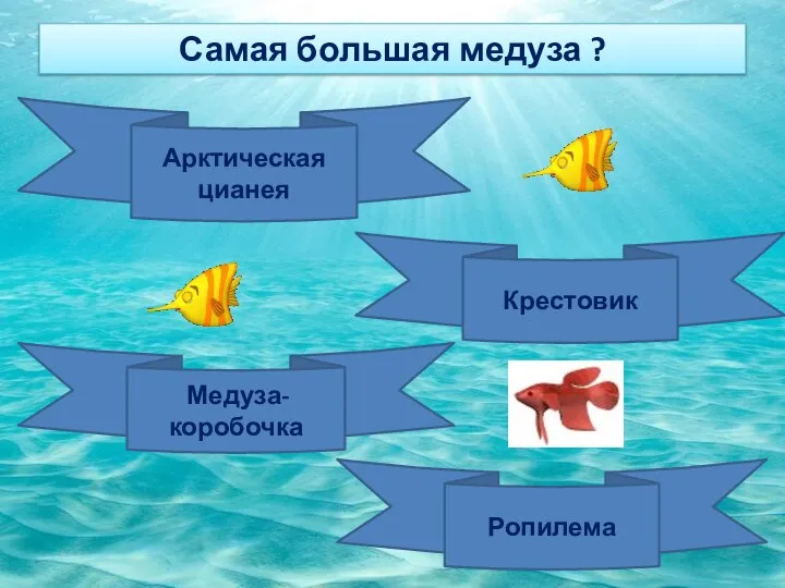 Самая большая медуза ? Арктическая цианея Крестовик Медуза-коробочка Ропилема