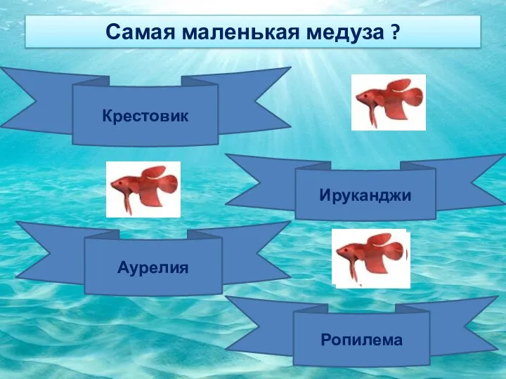 Самая маленькая медуза ? Крестовик Ируканджи Аурелия Ропилема