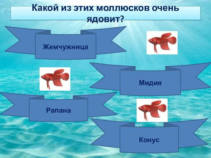 Какой из этих моллюсков очень ядовит? Жемчужница Мидия Рапана Конус