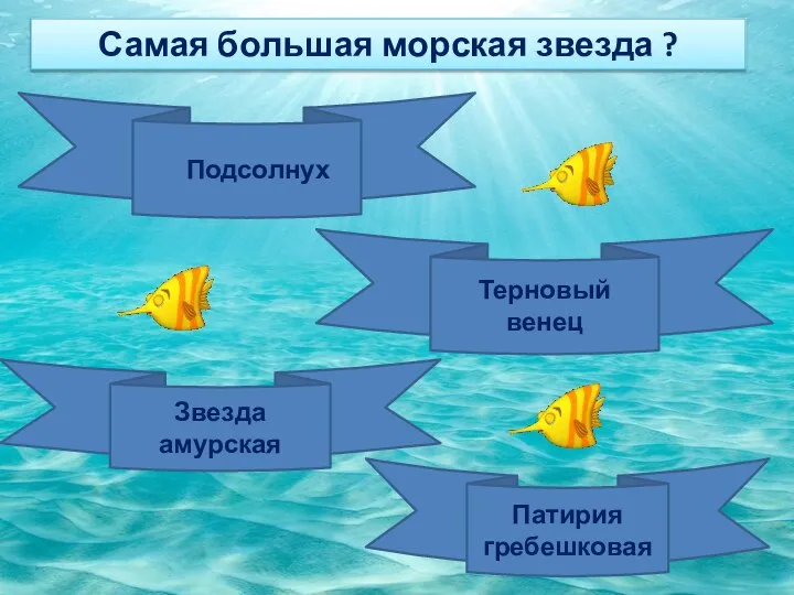 Самая большая морская звезда ? Подсолнух Терновый венец Звезда амурская Патирия гребешковая