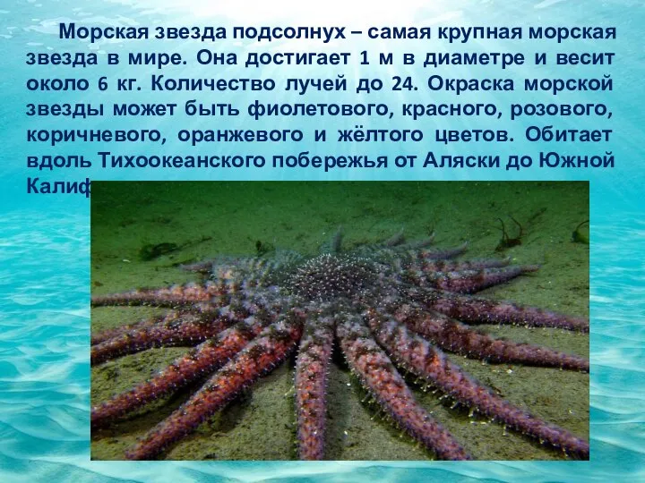 Морская звезда подсолнух – самая крупная морская звезда в мире. Она