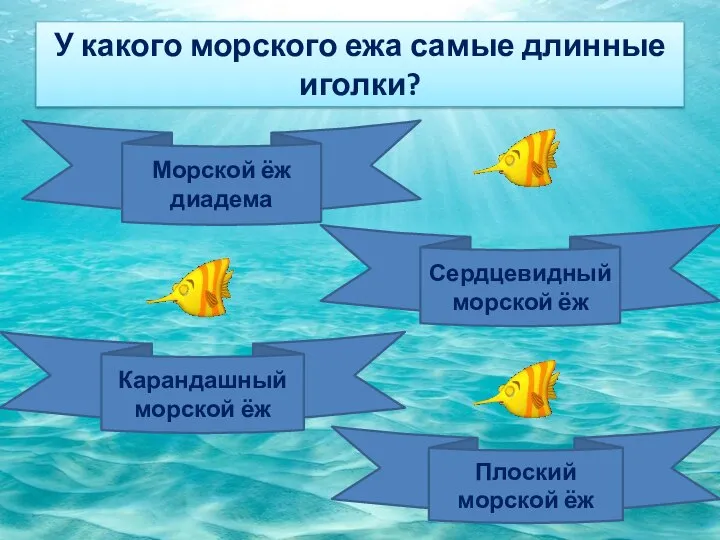 У какого морского ежа самые длинные иголки? Морской ёж диадема Сердцевидный