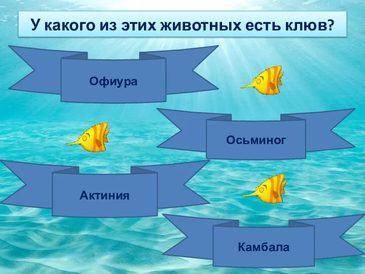 У какого из этих животных есть клюв? Офиура Осьминог Актиния Камбала