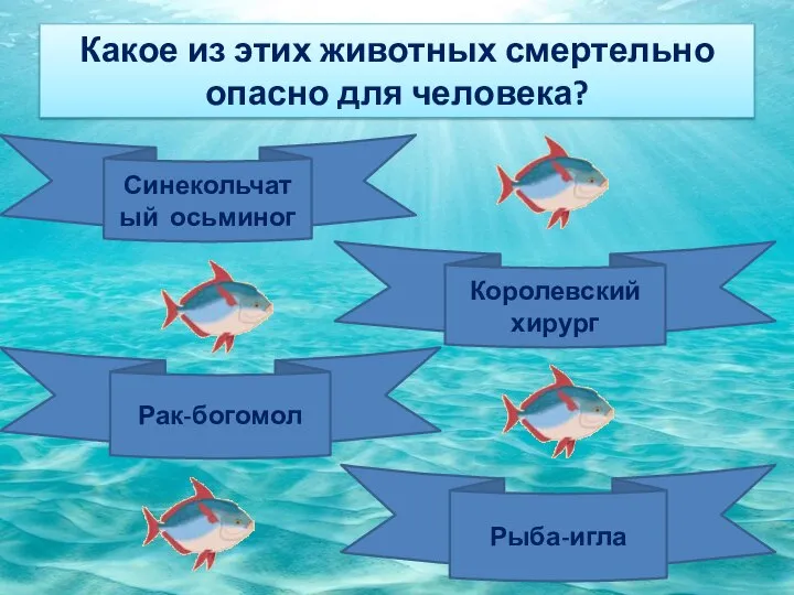 Какое из этих животных смертельно опасно для человека? Синекольчатый осьминог Королевский хирург Рак-богомол Рыба-игла