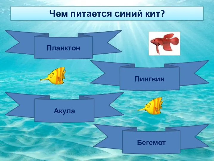 Чем питается синий кит? Планктон Пингвин Акула Бегемот