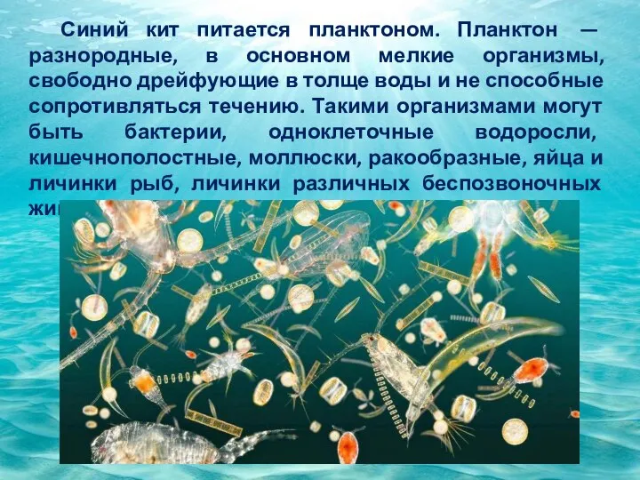 Синий кит питается планктоном. Планктон — разнородные, в основном мелкие организмы,