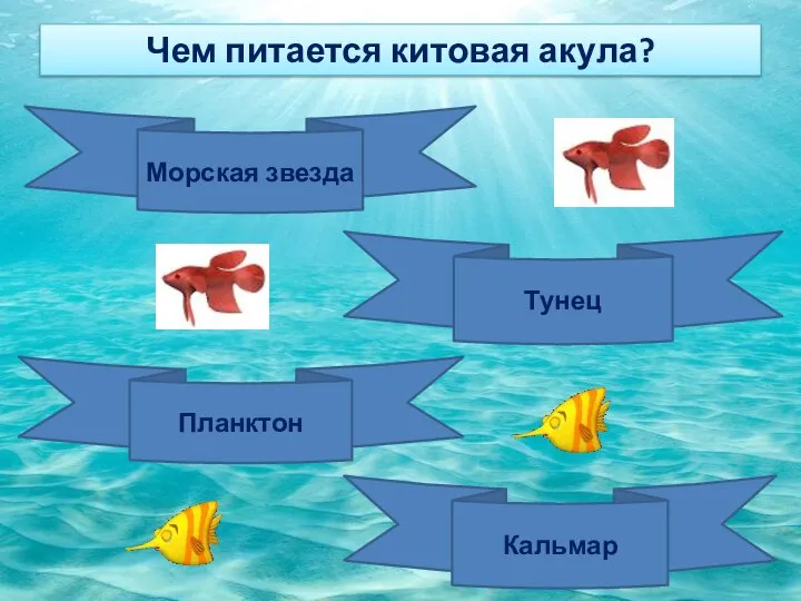 Чем питается китовая акула? Морская звезда Тунец Планктон Кальмар