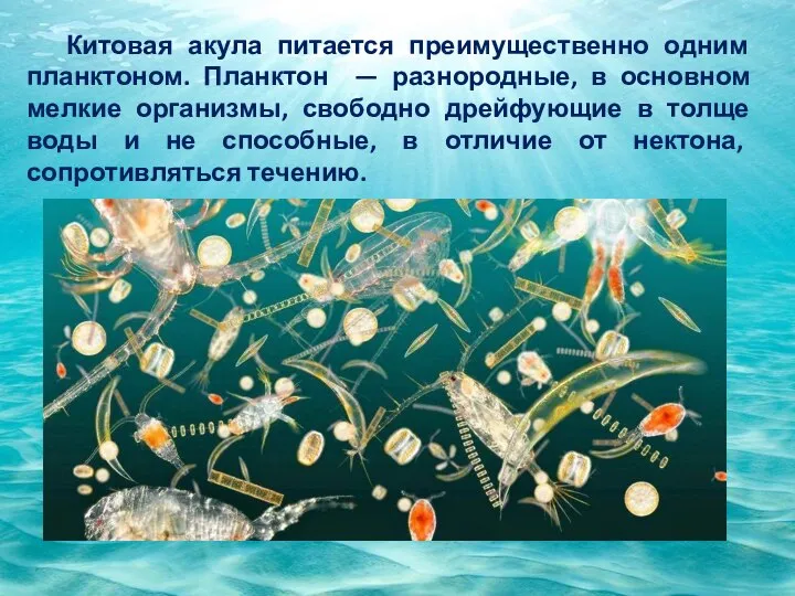 Китовая акула питается преимущественно одним планктоном. Планктон — разнородные, в основном