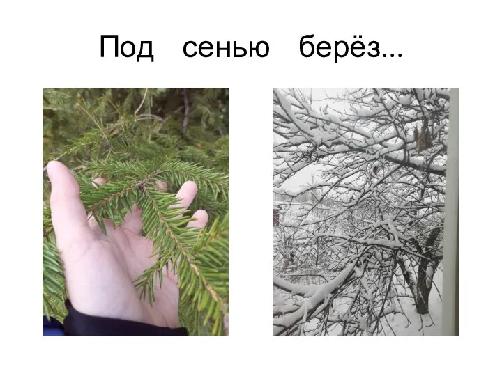 Под сенью берёз...