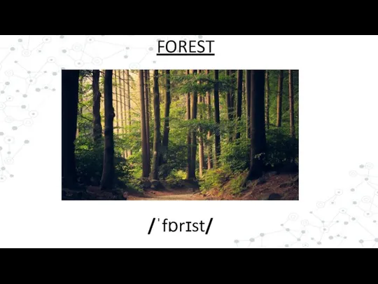 /ˈfɒrɪst/ FOREST