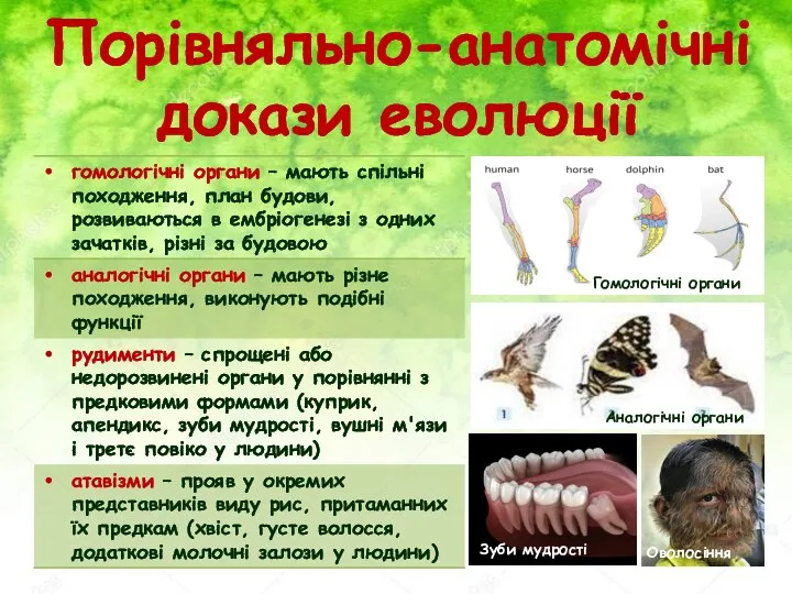 Порівняльно-анатомічні докази еволюції Аналогічні органи Гомологічні органи Зуби мудрості Оволосіння