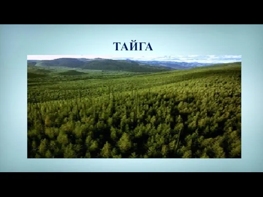 ТАЙГА