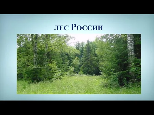 ЛЕС РОССИИ